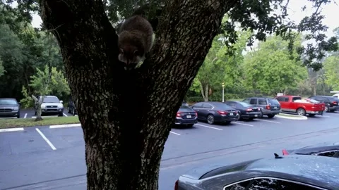 RACOON IN TREE Stock Footage 146876155