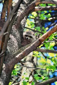 Racoon up a tree. Stock Photos