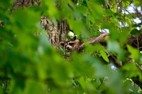 Racoon in tree Stock Photos