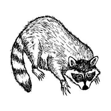 Racoon. Vector illustration. Isolated on white. Hand-drawn. Stock Illustration