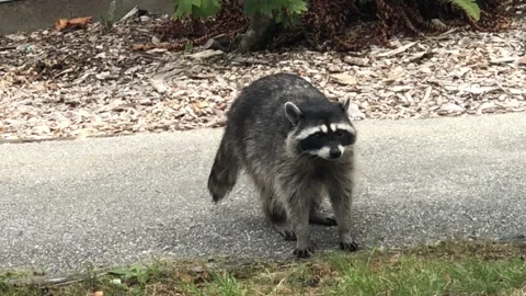 Racoon walking on a sidewalk Stock Footage 161077890