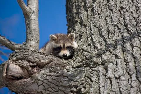 Racoon in Winter Stock Photos