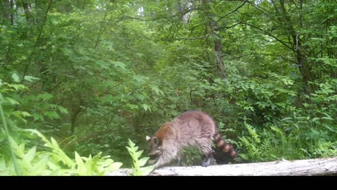 RacoonCrossing2 Stock Footage 159259964