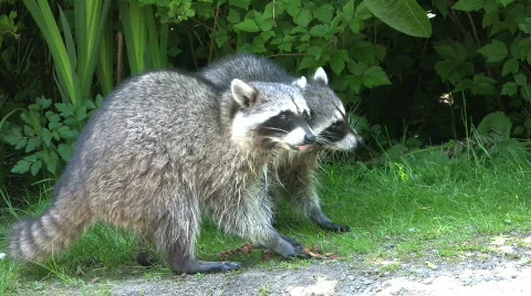 Racoons Eating By The Roadside Stock Footage 458526