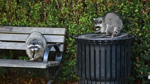 Racoons (Procyon lotor) eating garbage or trash in a can Stock Footage