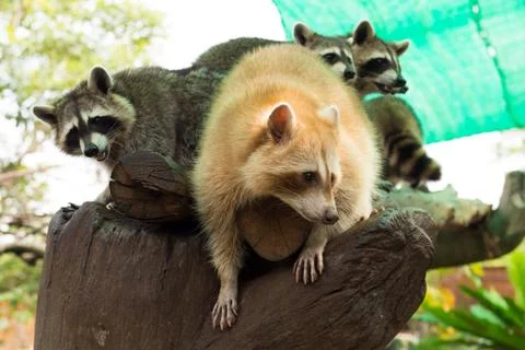 Racoons on the tree Stock Photos