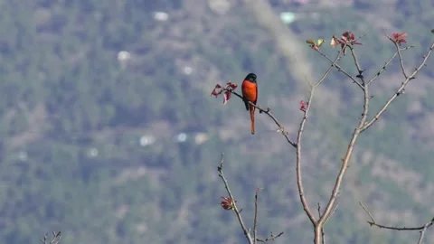 A rad birds seating on tree branch video.4k video . Stock Footage 168972862