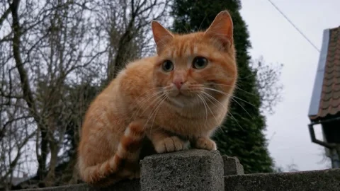 Rad cat Sitting on the fence Stock Footage 152557622