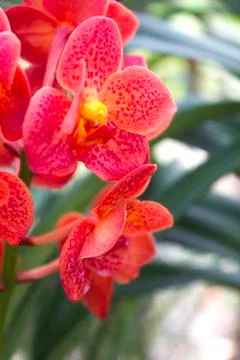 Rad orchids(vanda) Stock Photos