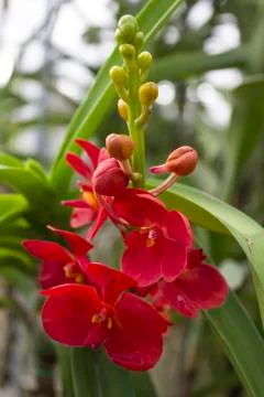 Rad orchids(vanda) Stock Photos