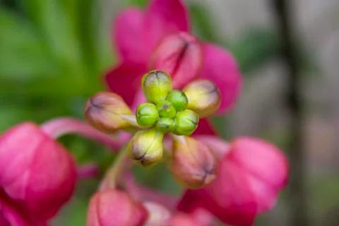 Rad orchids(vanda) Stock Photos