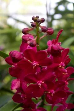 Rad orchids(vanda) Stock Photos