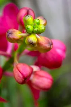 Rad orchids(vanda) Stock Photos