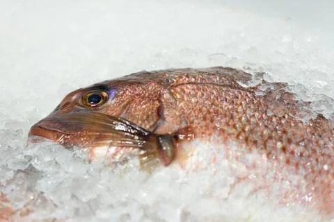 Rad seabream on ice Stock Photos