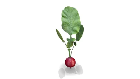 Raddish Rotation on a White Background Stock Footage 295915003