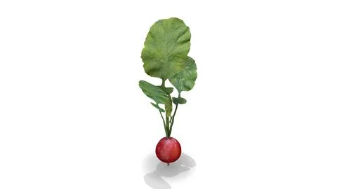 Raddish Rotation on a White Background Stock Illustration