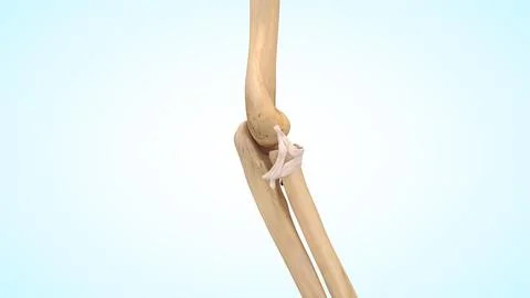 Radial Collateral Ligament of the Elbow of 3d illustration Stock Illustration