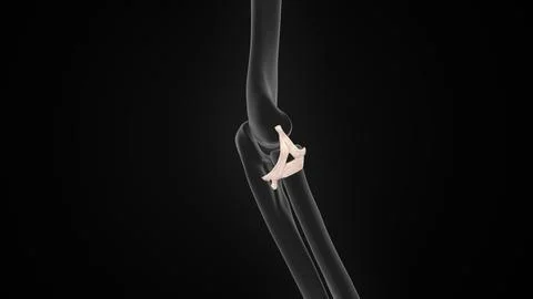 Radial Collateral Ligament of the Elbow of 3d illustration Stock-Illustration