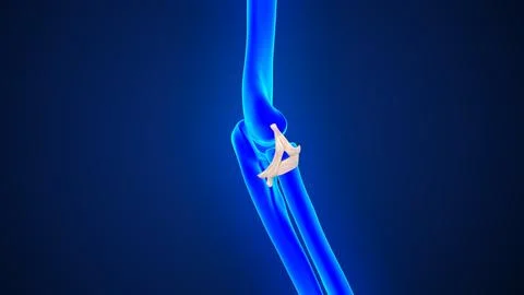Radial Collateral Ligament of the Elbow of 3d illustration Stock Illustration