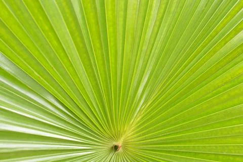 Radial palm leaf pattern natural green background Stock Photos