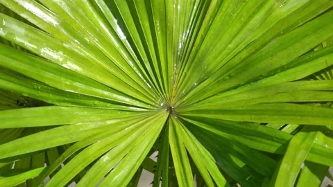 Radial Pattern of Fresh Palm Leaf With Water Drops. Stock Footage 328535378