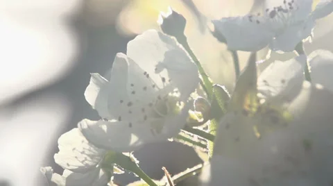 Radiance Blossoming Spring Stock Footage 37869480