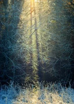 Radiance.  Sunlight shines through the branches of trees. Stock Photos