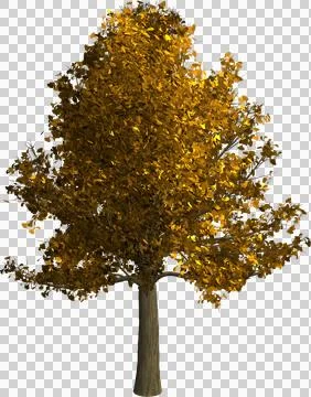 Radiant Autumn Maple Tree with Brilliant Orange and Red Leaves on a Transpa.. Illustrazione stock