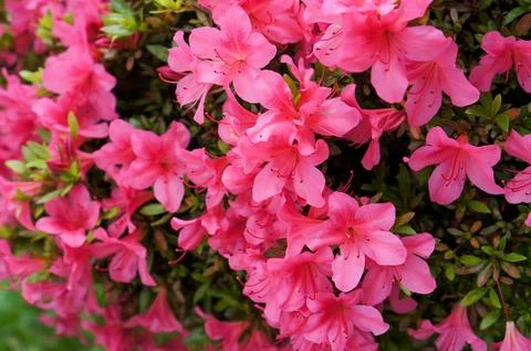Radiant Azalea Bloom Stock Photos