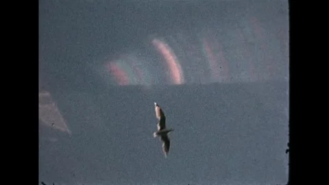 Radiant Bird in Flight Stock Footage 274200172