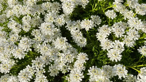 Radiant Candytuft Flowers Form a Lush White Carpet in the Sunshine Stock Footage 335541933