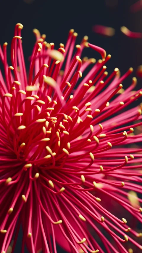 Radiant chrysanthemums in a calm 3D loop with drifting petals. Video stock 328493443