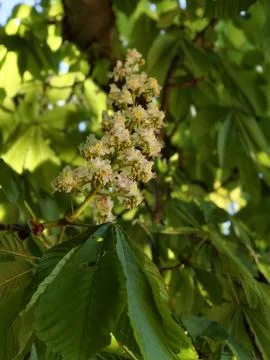 Radiant Clusters Of Chestnut Bloom Under Sunlight Among Green Leaves Stock-Fotos