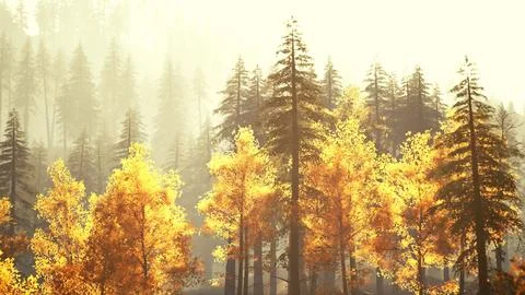 Radiant coniferous forest in the mountains during fall sunset Stock Illustration