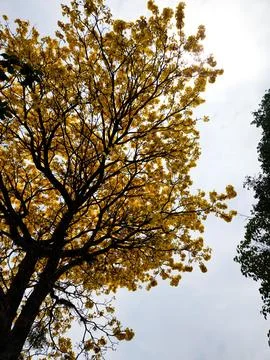 Radiant Cup of Yellow Tree Stock Photos