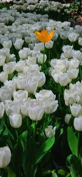 Radiant Diversity: Close-Up of White Tulip Field with Yellow Center Stock Photos
