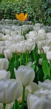 Radiant Diversity: Close-Up of White Tulip Field with Yellow Center Stock Photos
