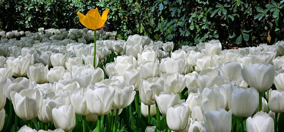Radiant Diversity: Close-Up of White Tulip Field with Yellow Center Foto stock