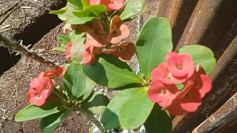 Radiant Euphoria Video stock 263461287