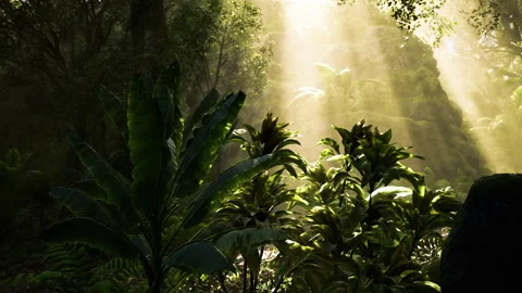Radiant forest opening with natural elements and atmospheric lighting Stock Footage 334041769