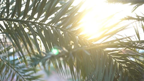 Radiant light beaming through the palm leaves on Island at sunset Stock Footage 115418259