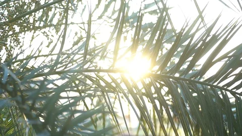 Radiant light beaming through the palm leaves on Island at sunset Stock Footage 115418498