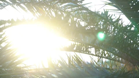 Radiant light beaming through the palm leaves on Island at sunset Stock Footage 115418533