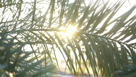 Radiant light beaming through the palm leaves on Island at sunset Stock Footage 115418605