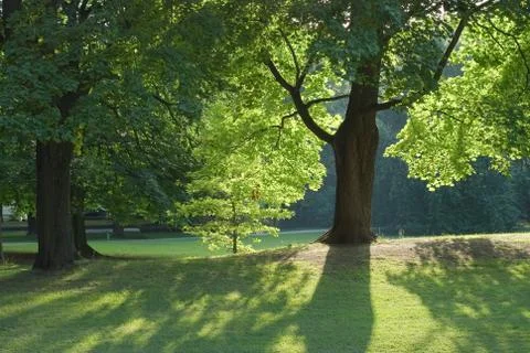 Radiant light in the woods Stock Photos