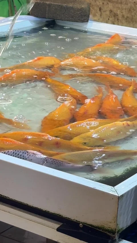 Radiant Orange-Hued Fish Gracefully Navigating a Clear Water Display at a B.. Stock Footage 337285133