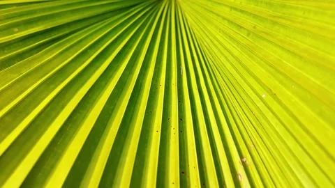 Radiant Palm Leaf Pattern Close Up Video stock 261168672