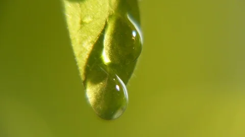 Radiant raindrops hang and fall from a vertical leaf on a sunny day in spring. Stock Footage 88326579