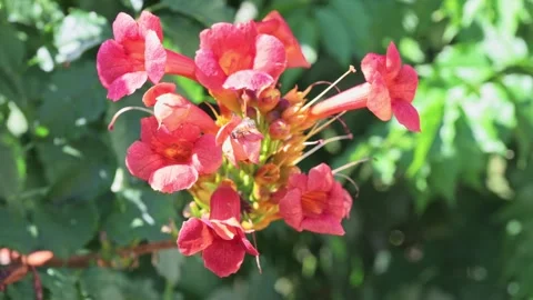 Radiant Red Flowers with Bees in 4K Scene Stock Footage 316466926