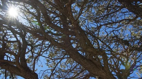 The radiant sun shines through the angular tree branches of Walnut Canyon, Stock Footage 105357446